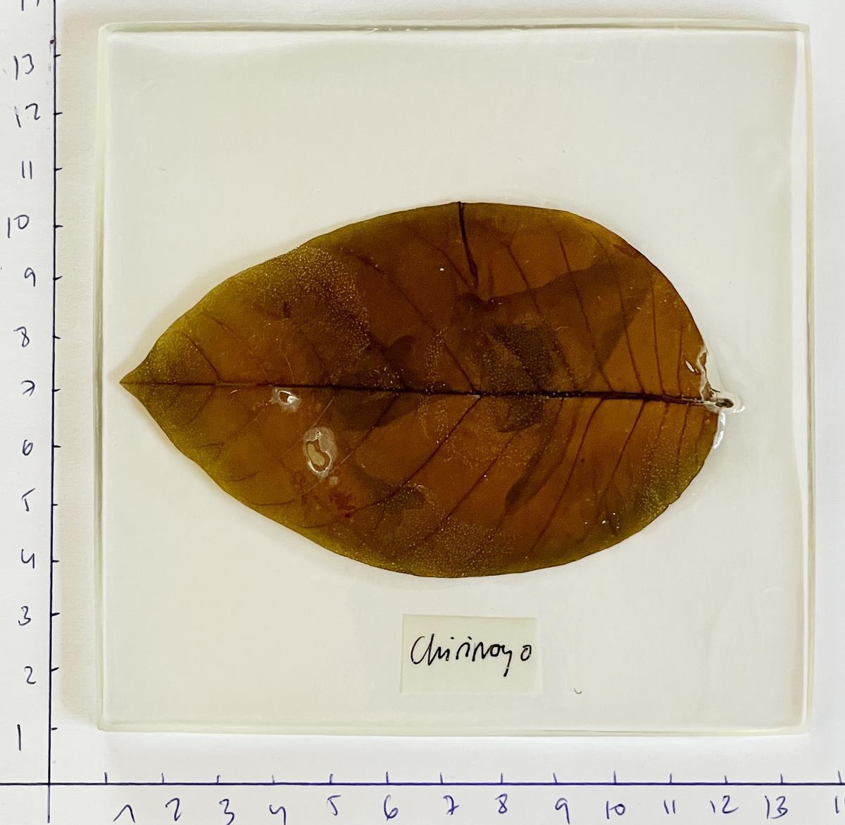 Cherimoya leaf, printed by Laura Romero.